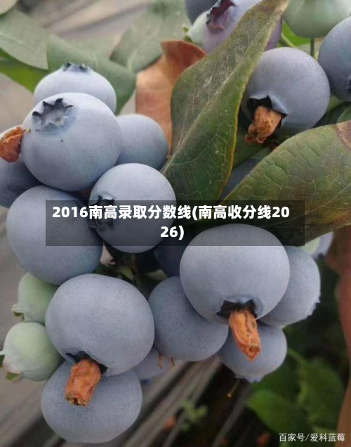 2016南高录取分数线(南高收分线2026)-第2张图片