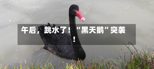 午后，跳水了！“黑天鹅”突袭！-第2张图片