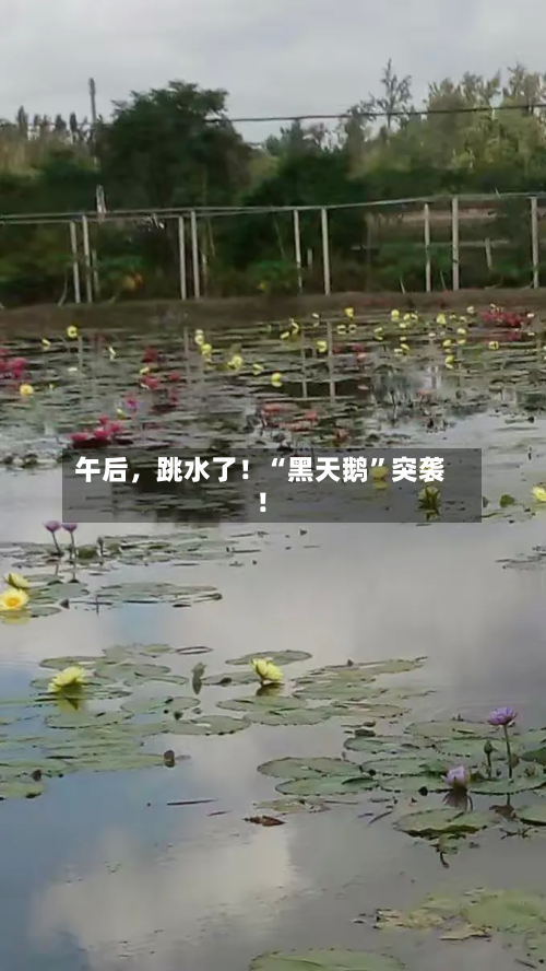 午后	，跳水了！“黑天鹅	”突袭！-第1张图片