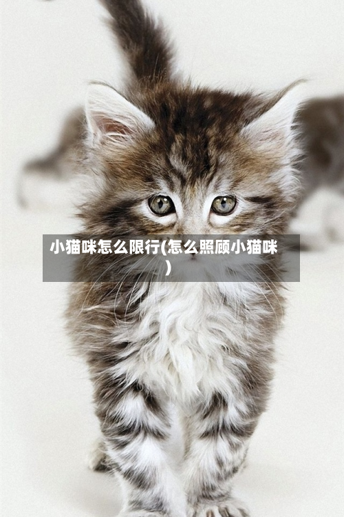 小猫咪怎么限行(怎么照顾小猫咪)-第2张图片