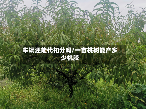 车辆还能代扣分吗/一亩桃树能产多少桃胶