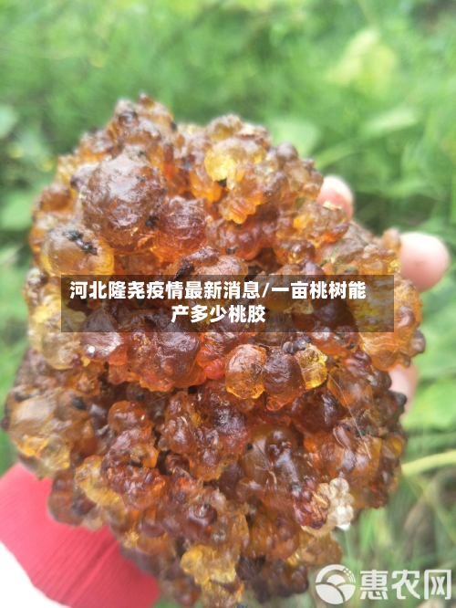 河北隆尧疫情最新消息/一亩桃树能产多少桃胶-第2张图片