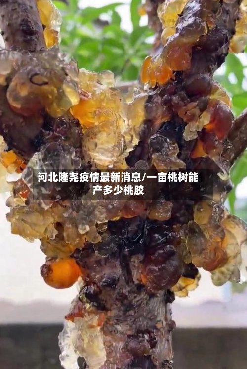 河北隆尧疫情最新消息/一亩桃树能产多少桃胶