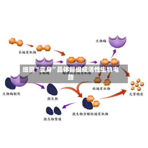 细菌“变身”晶体管组成活性生物电路-第2张图片