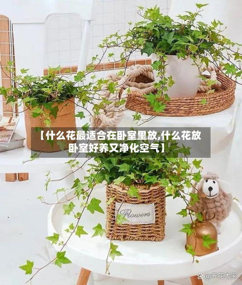 【什么花最适合在卧室里放,什么花放卧室好养又净化空气】