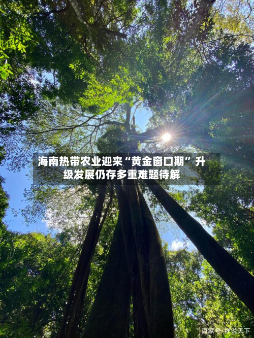 海南热带农业迎来“黄金窗口期	” 升级发展仍存多重难题待解-第3张图片