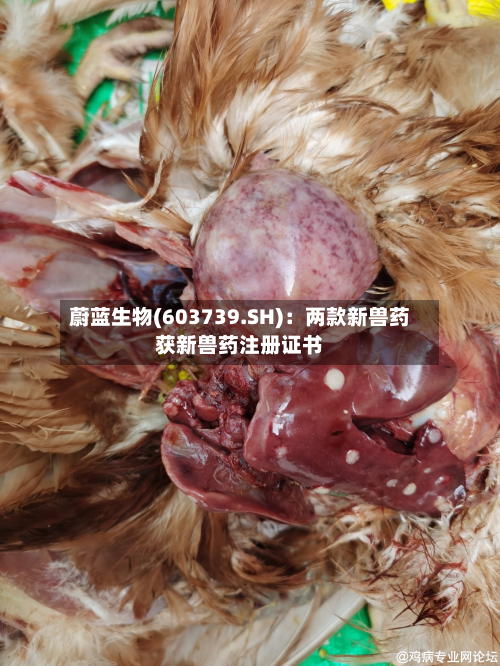 蔚蓝生物(603739.SH)：两款新兽药获新兽药注册证书-第1张图片