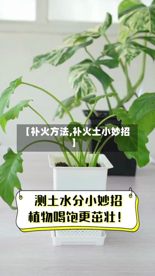【补火方法,补火土小妙招】