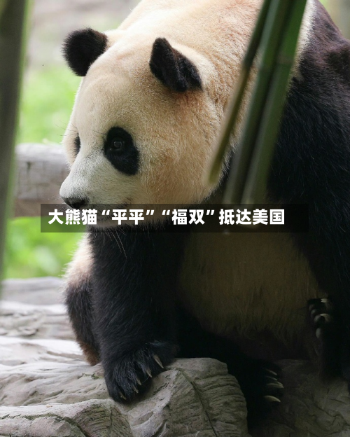 大熊猫“平平”“福双”抵达美国-第3张图片