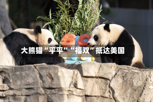 大熊猫“平平”“福双	”抵达美国-第2张图片