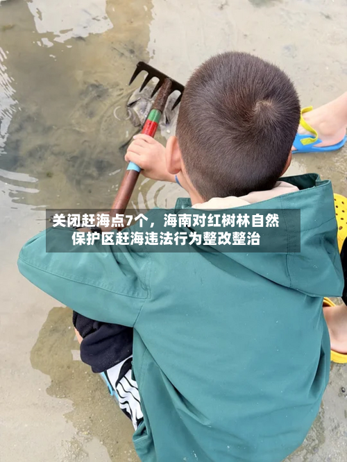 关闭赶海点7个，海南对红树林自然保护区赶海违法行为整改整治-第3张图片
